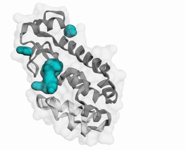 Protein pocket visualization